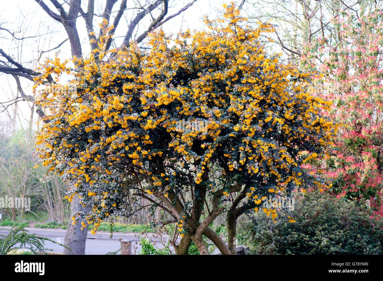 Orange Pyracantha (firethorn) tree in flower in garden in spring, Stock Photo