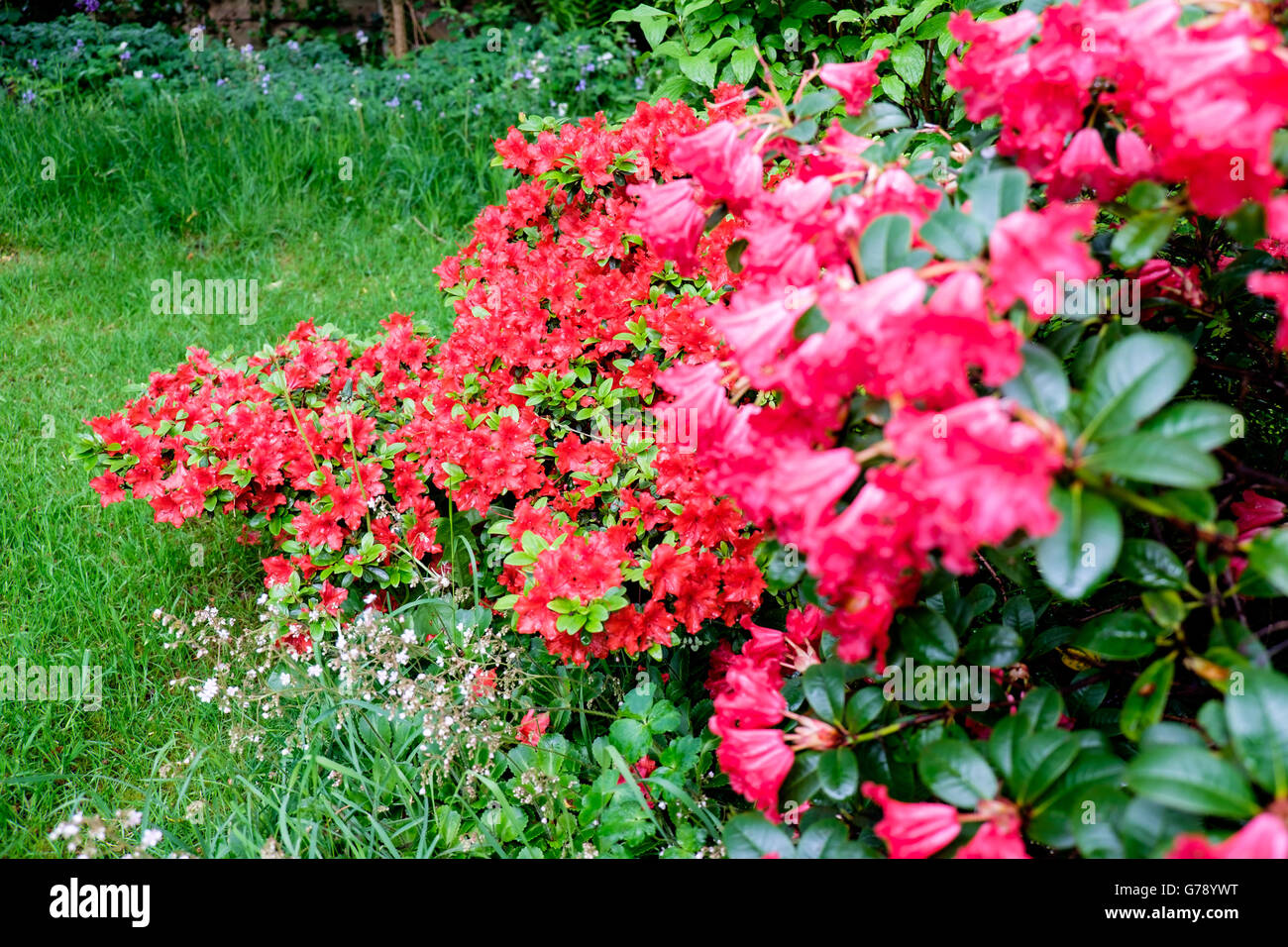 Red azalea and red rhododendron in flower in UK garden in spring Stock Photo