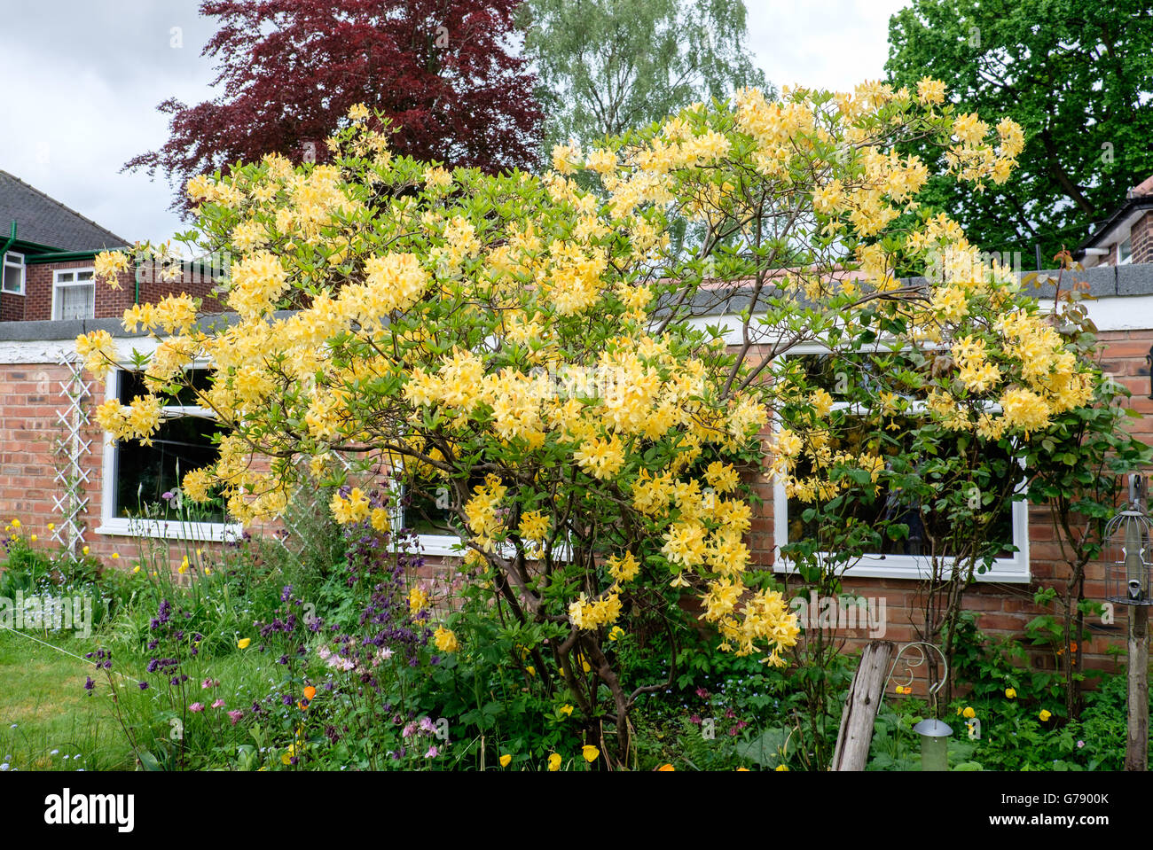 Yellow azalea bush in lower in back garden in spring, UK Stock Photo