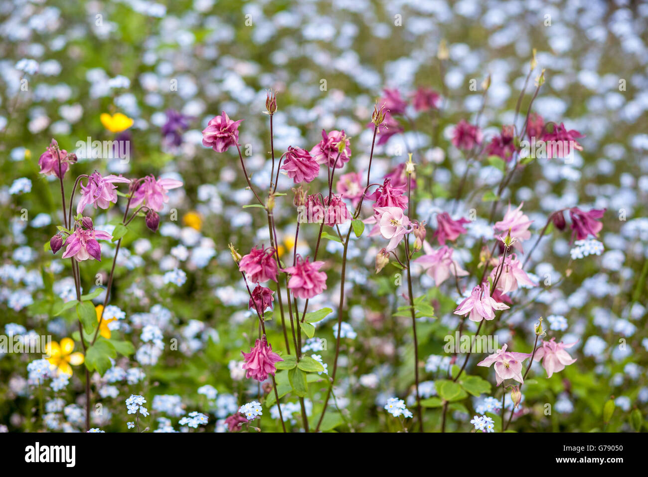Multicoloured Aquilegia flowers in garden, UK Stock Photo