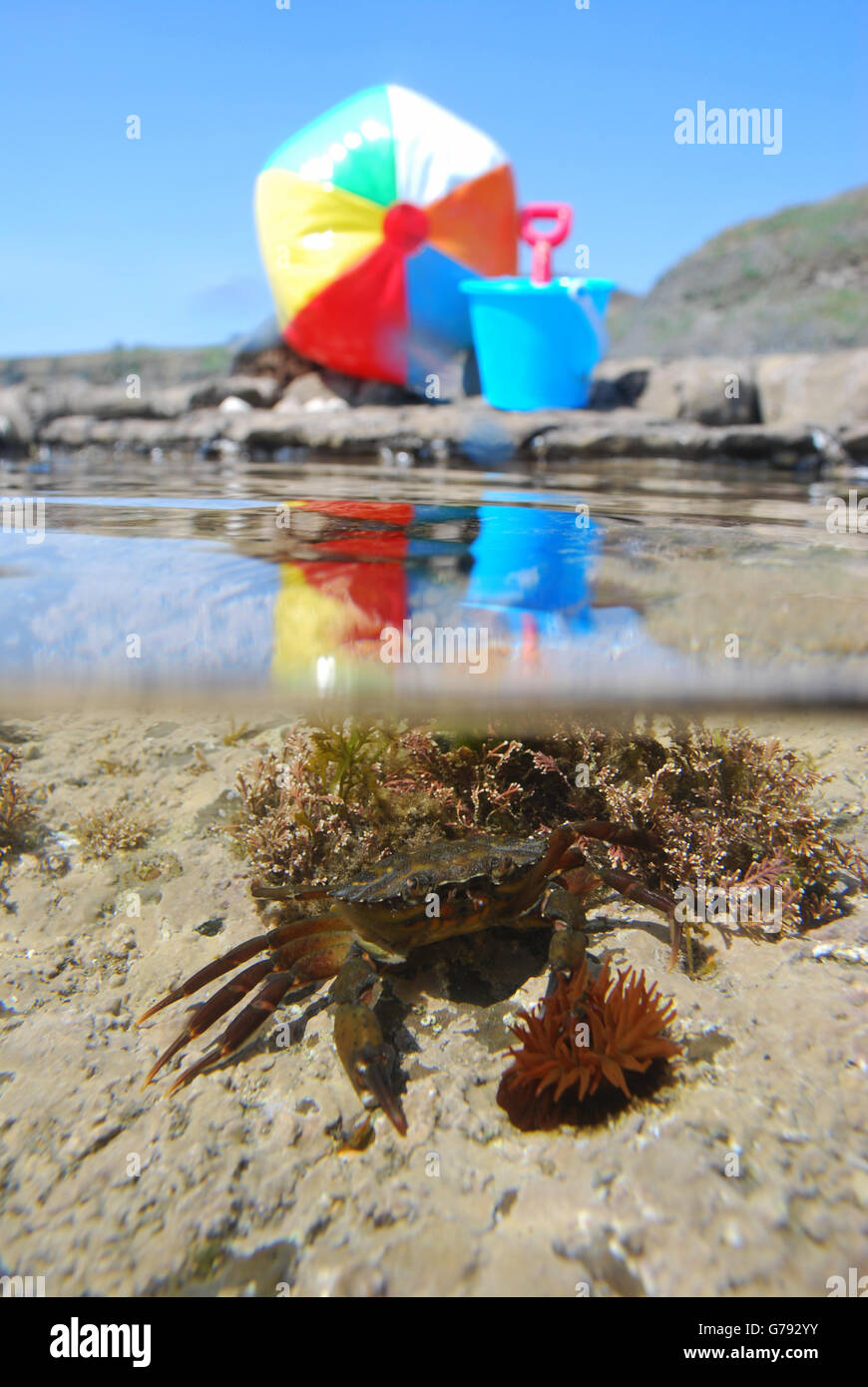 Shore crab at Kimmeridge Bay, Dorset in a rockpool Stock Photo