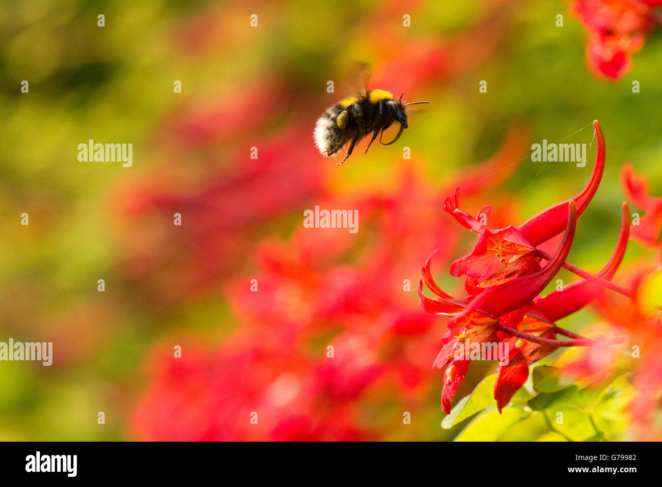 Stirlingshire, Scotland, UK - 26 June 2016: UK weather - a beautiful bright morning in Stirlingshire, as a bumblebee collects pollen and nectar from a Scottish flame flower (Tropaeolum speciosum) although heavy rain is forecast in the afternoon Credit:  Kay Roxby/Alamy Live News Stock Photo