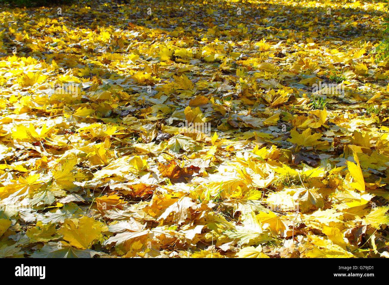 Yellow patches lawn hires stock photography and images Alamy