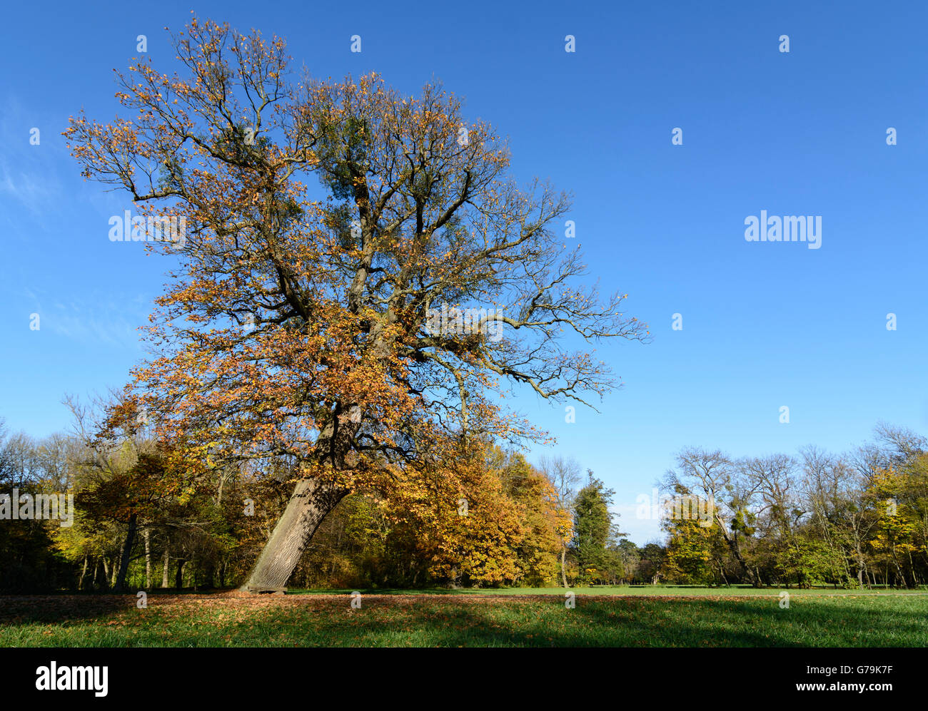 English oak ( Quercus robur , Quercus pedunculata Syn .: ) in Schlosspark Laxenburg, Laxenburg, Austria, Niederösterreich, Lower Stock Photo