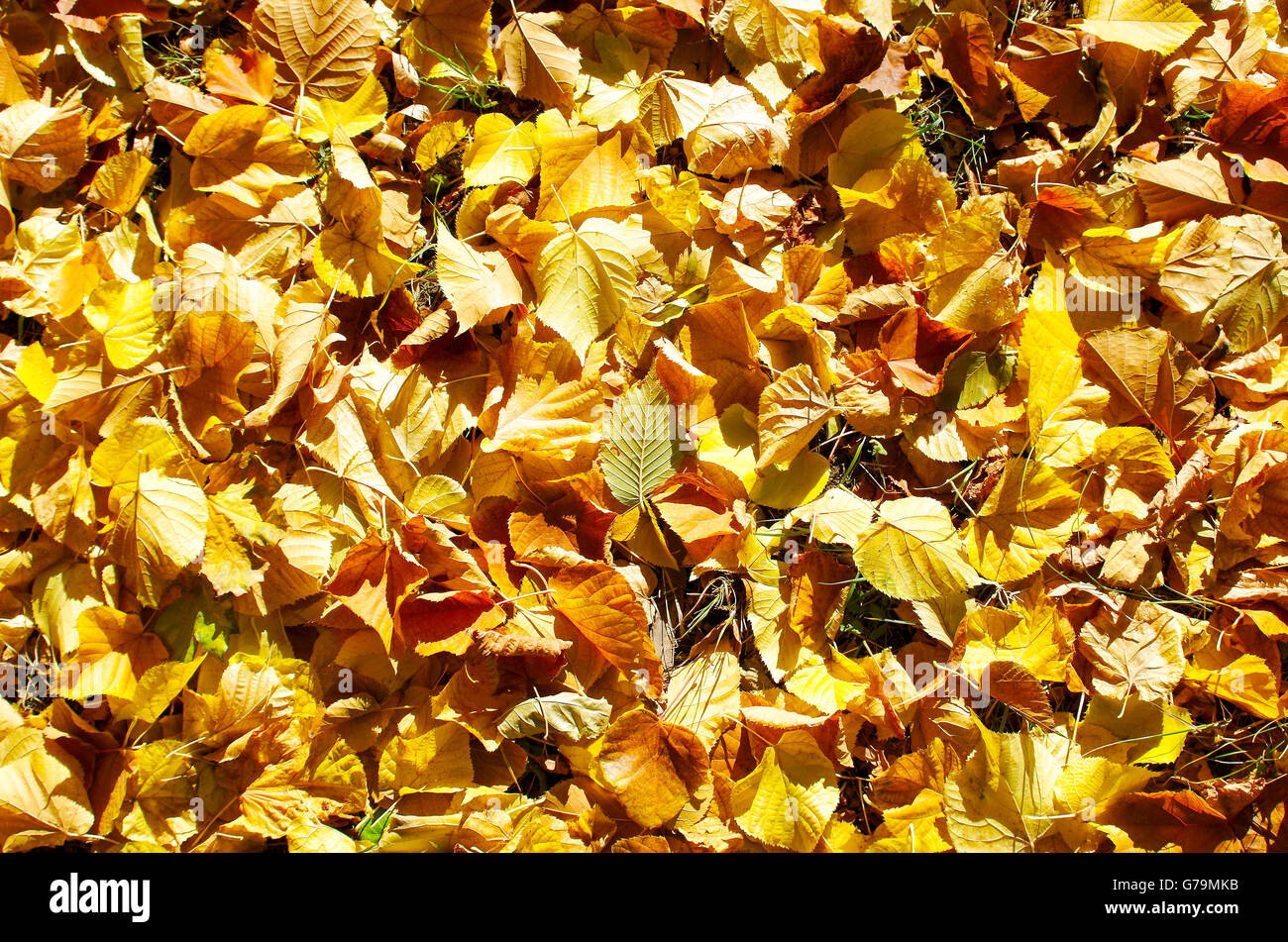Overhead view vivid autumn leaves on linden trees after defoliation to be used as a background Stock Photo