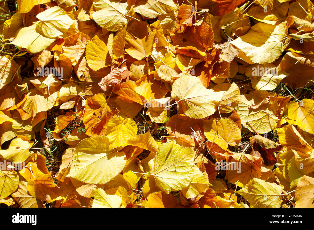 Overhead view on bright yellow leaves of linden after defoliation on the lawn for use as background Stock Photo