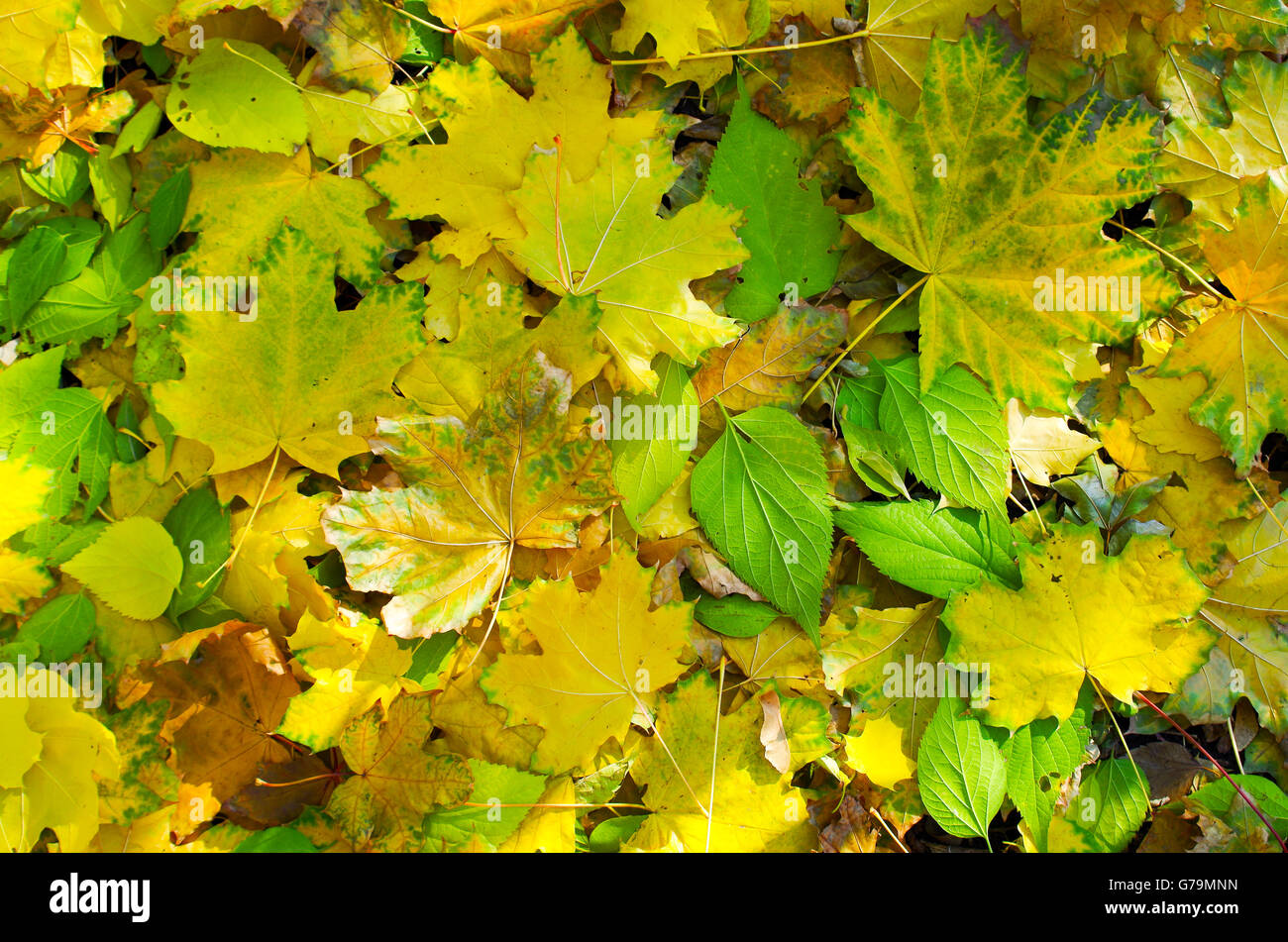 Top view of a bright yellow and green leaves on the lawn after leaf fall for use as a background Stock Photo