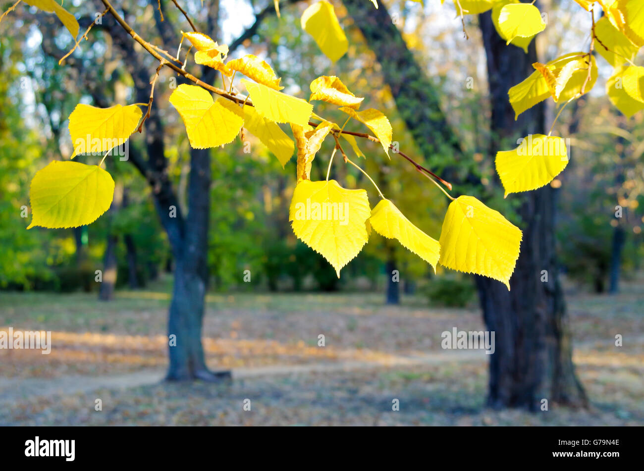Light gold bokeh foreground hi-res stock photography and images - Alamy
