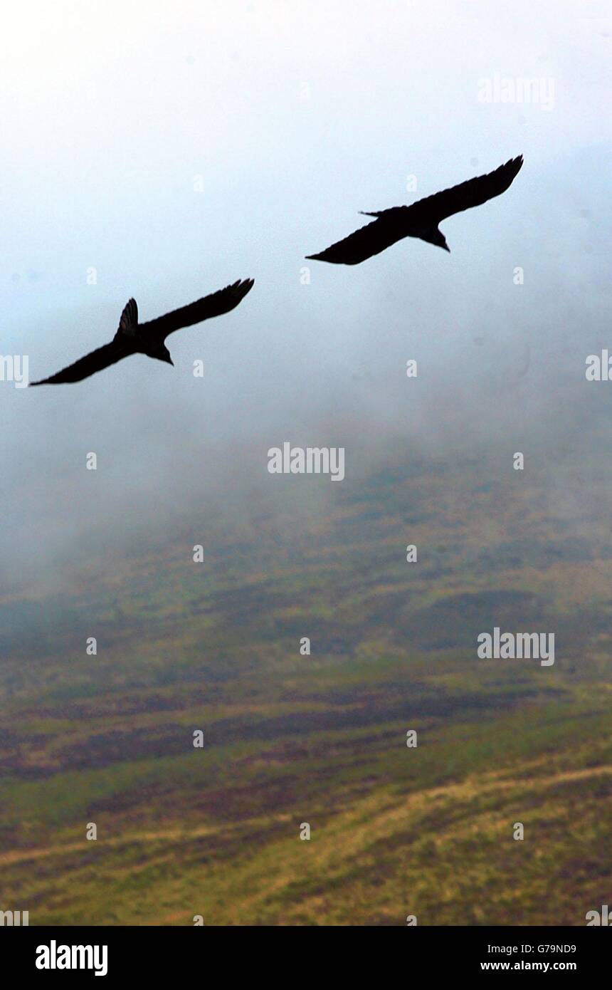 A pair of ravens soar over in the Cooley Mountains. Mating pairs of ravens are monogamous and the species is also known for a sense of fun with instances of sliding on their backs in the snow on record. When Irish warriors of old died in the field of battle, ravens which landed upon their bodies were thought to carry the soul of the warrior to heaven. Legend has it a raven landed on the shoulder of the Irish warrior hero, Cuchulainn, before he died. Stock Photo