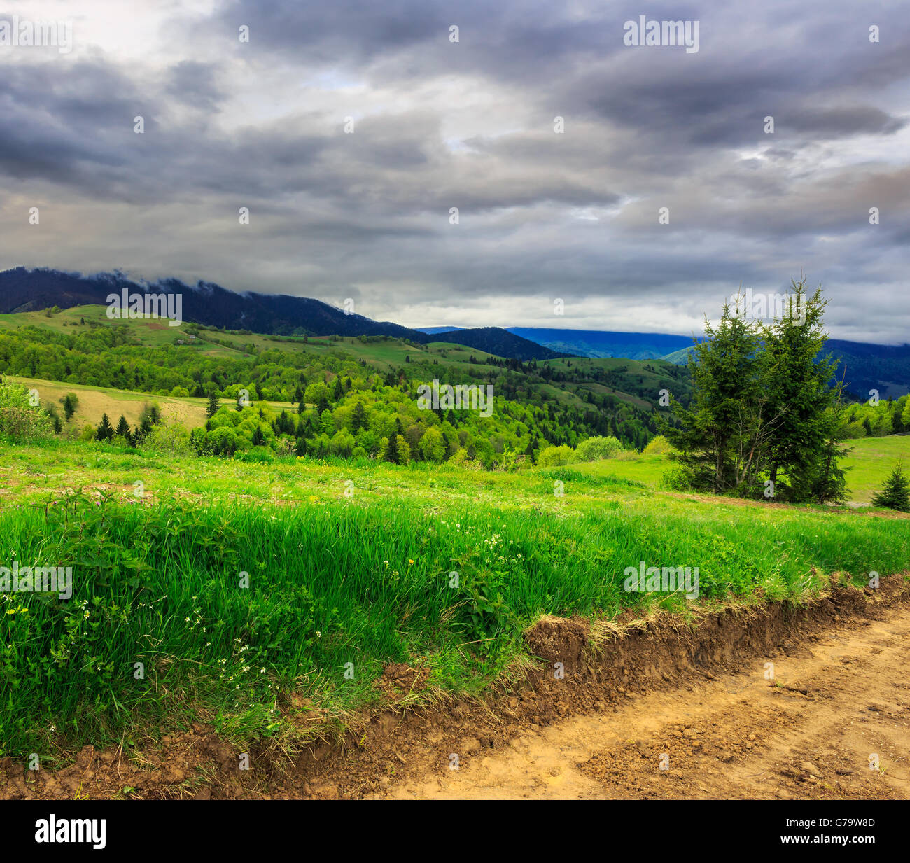 wide trail with near the lawn in the shade of pine trees Stock Photo