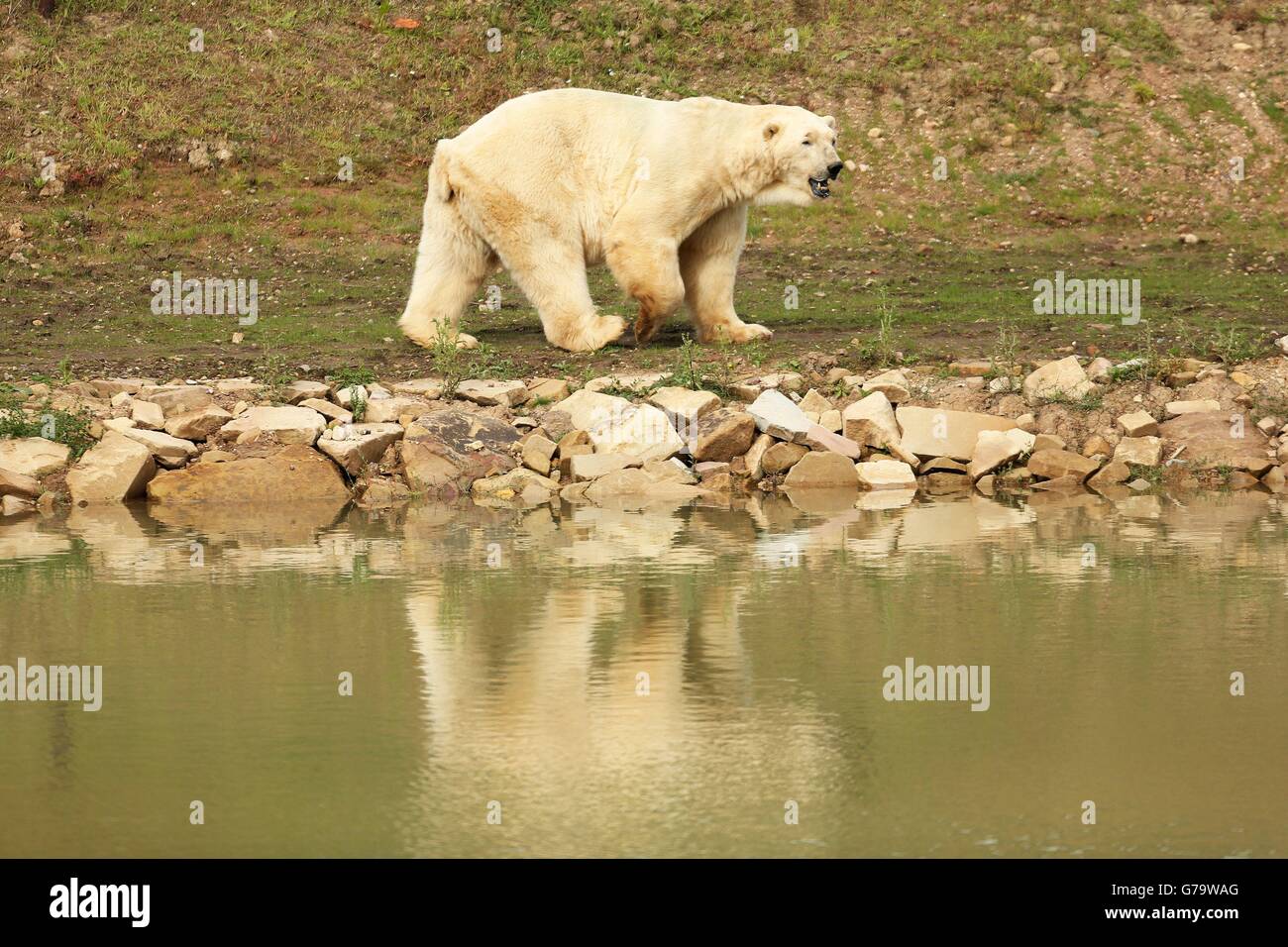 Victor, England's only captive polar bear stands in his enclosure as he is unveiled at his new home at the Yorkshire Wildlife Park in Doncaster after making the journey from Holland by ferry. Stock Photo