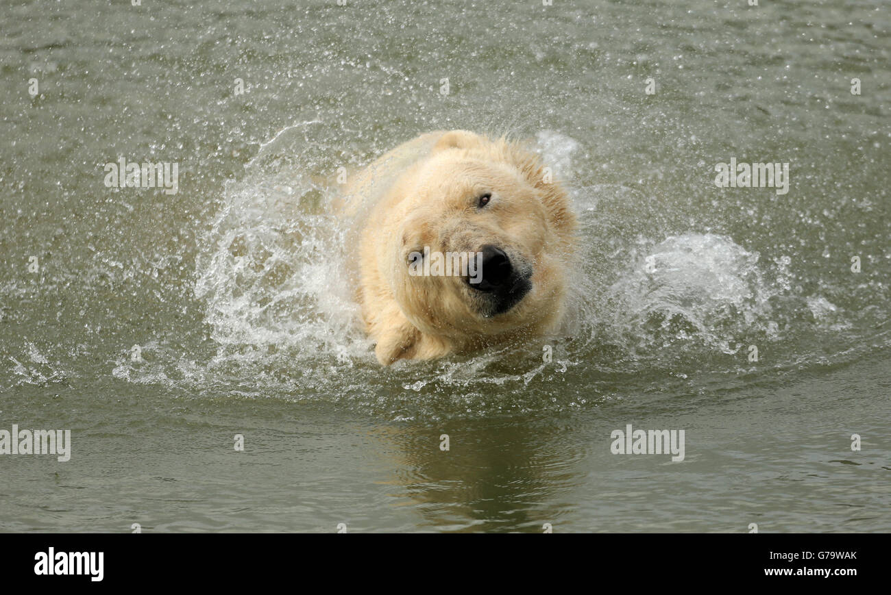 Unveiled yorkshire wildlife park hi-res stock photography and images ...