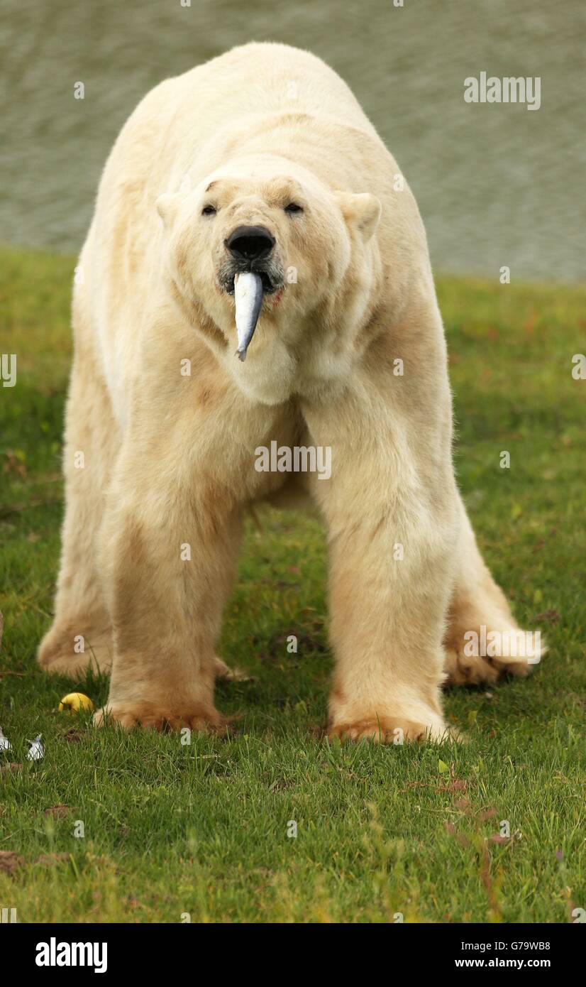 Yorkshire Wildlife Park polar bear Stock Photo - Alamy
