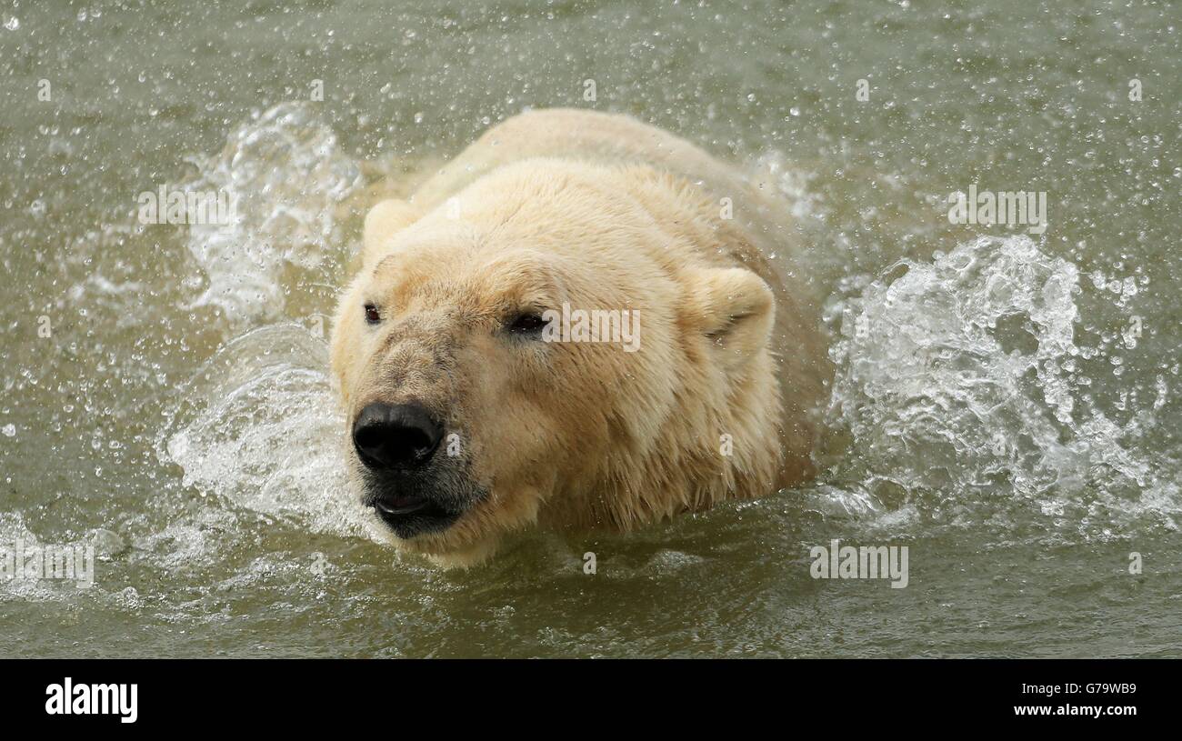 Yorkshire Wildlife Park polar bear Stock Photo - Alamy