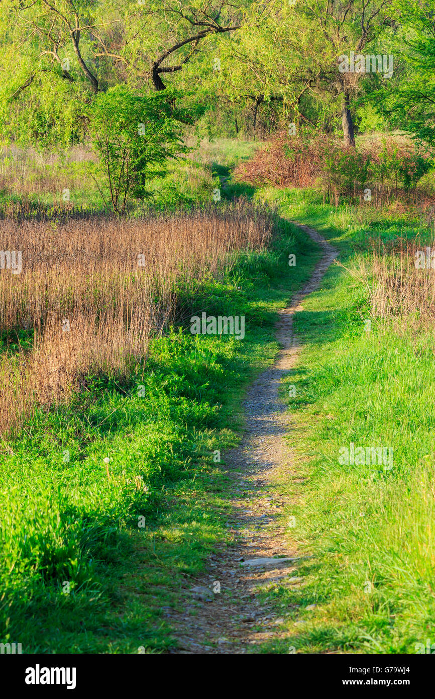 trail with lawn in the shade of trees of green forest Stock Photo