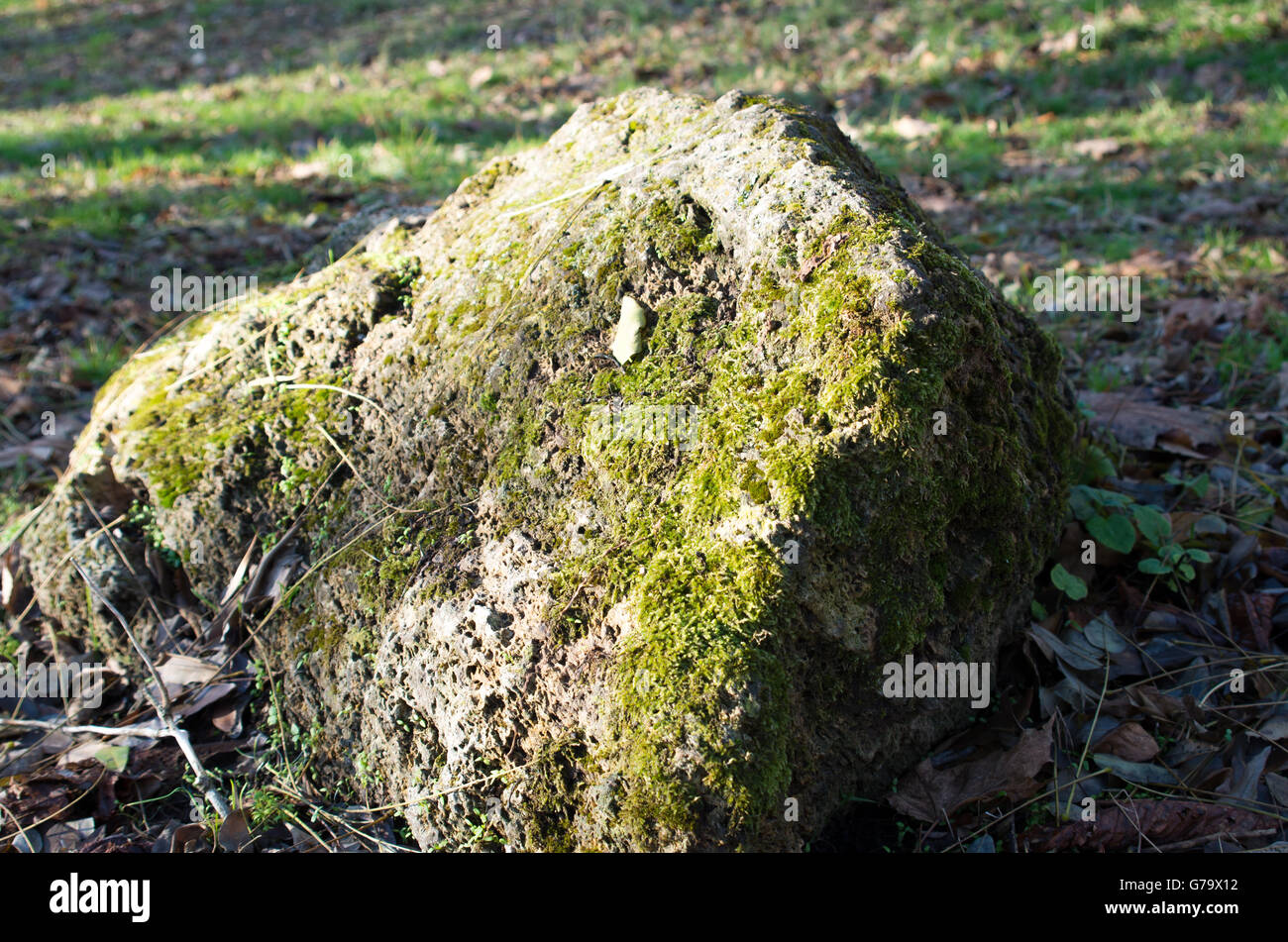 Large stone mossy boulder at  forest lawn, lit by the sun on the one hand and shadow. Selective focus. Stock Photo