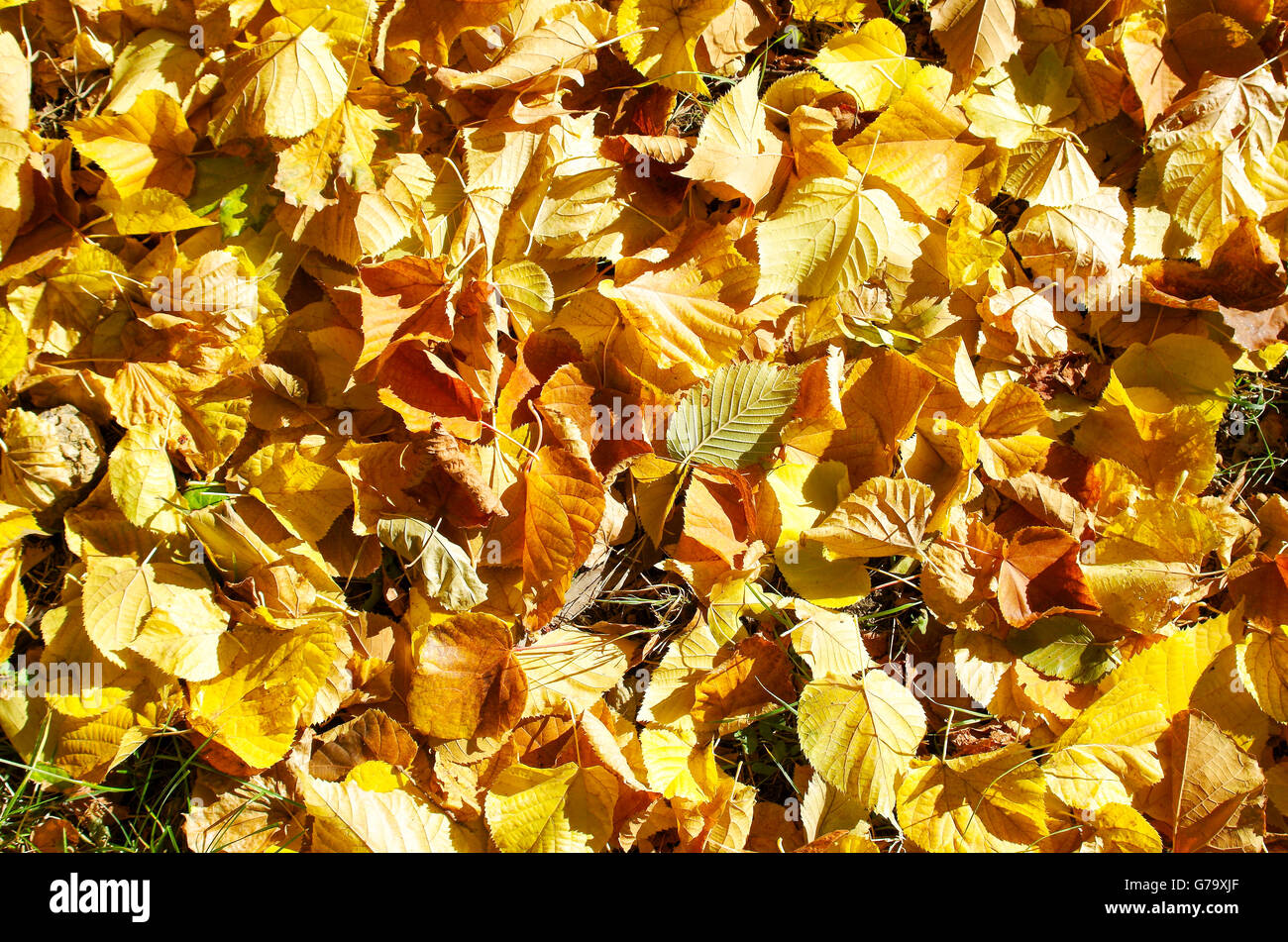 Top view of fallen autumn leaves linden closeup for use as background Stock Photo