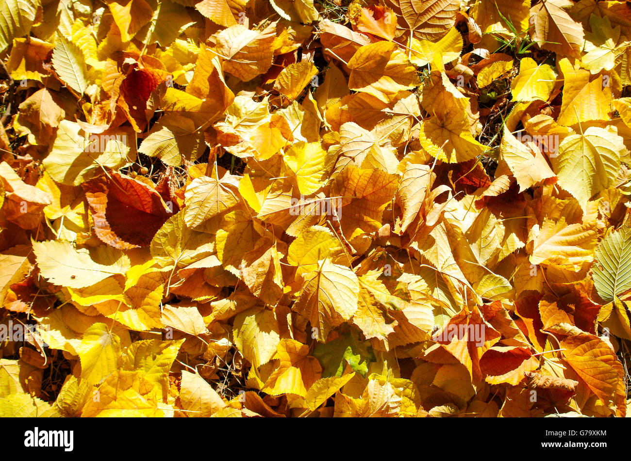 Top view of vivid autumn leaves linden closeup for use as background Stock Photo