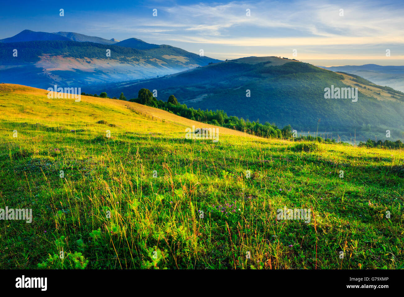 cold fog on meadow with grass and flowers in the mountains near the ...