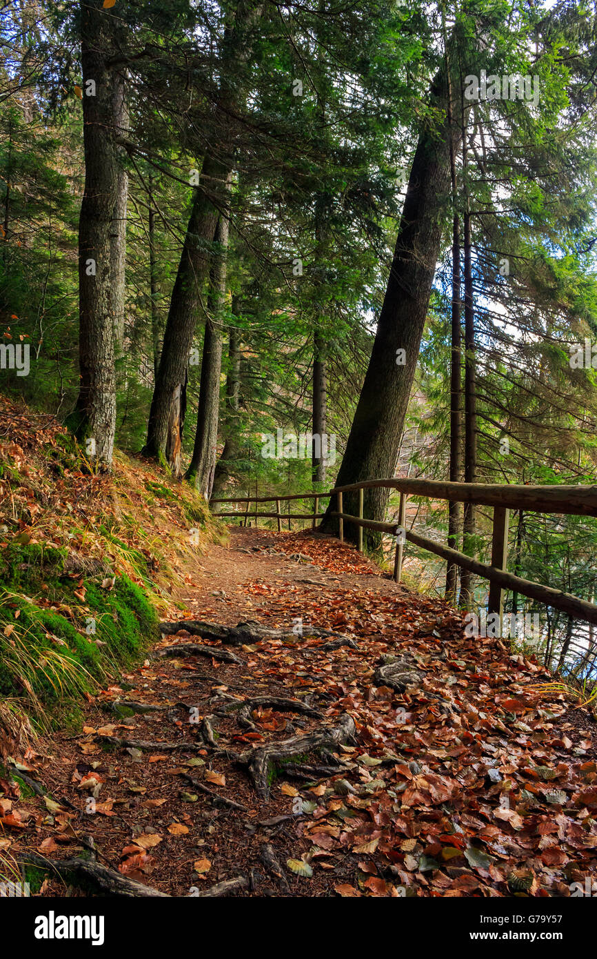 narrow trail with a wooden fence in the shade of pine trees of green forest with foliage Stock Photo