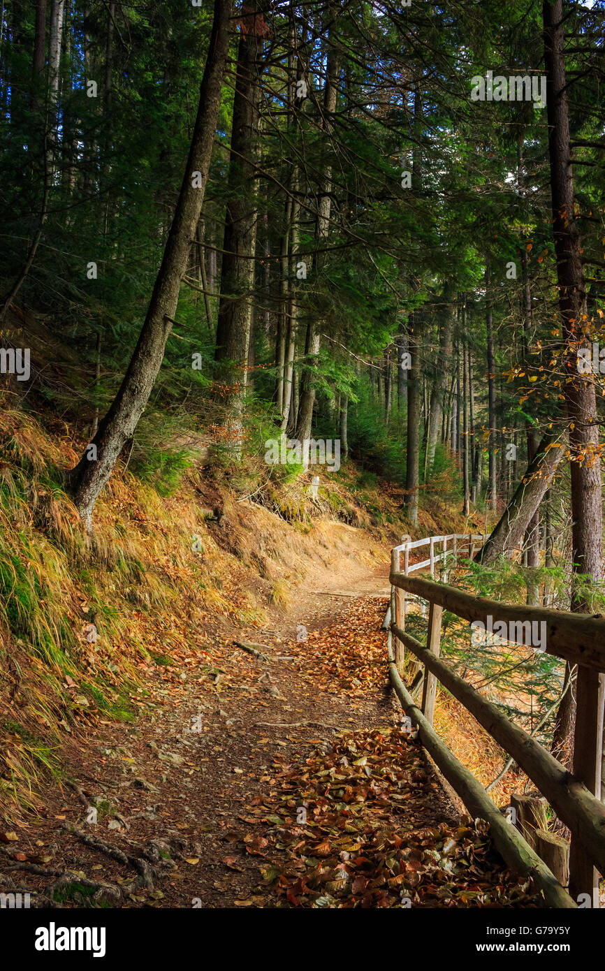 narrow trail with a wooden fence in the shade of pine trees of green forest with foliage Stock Photo