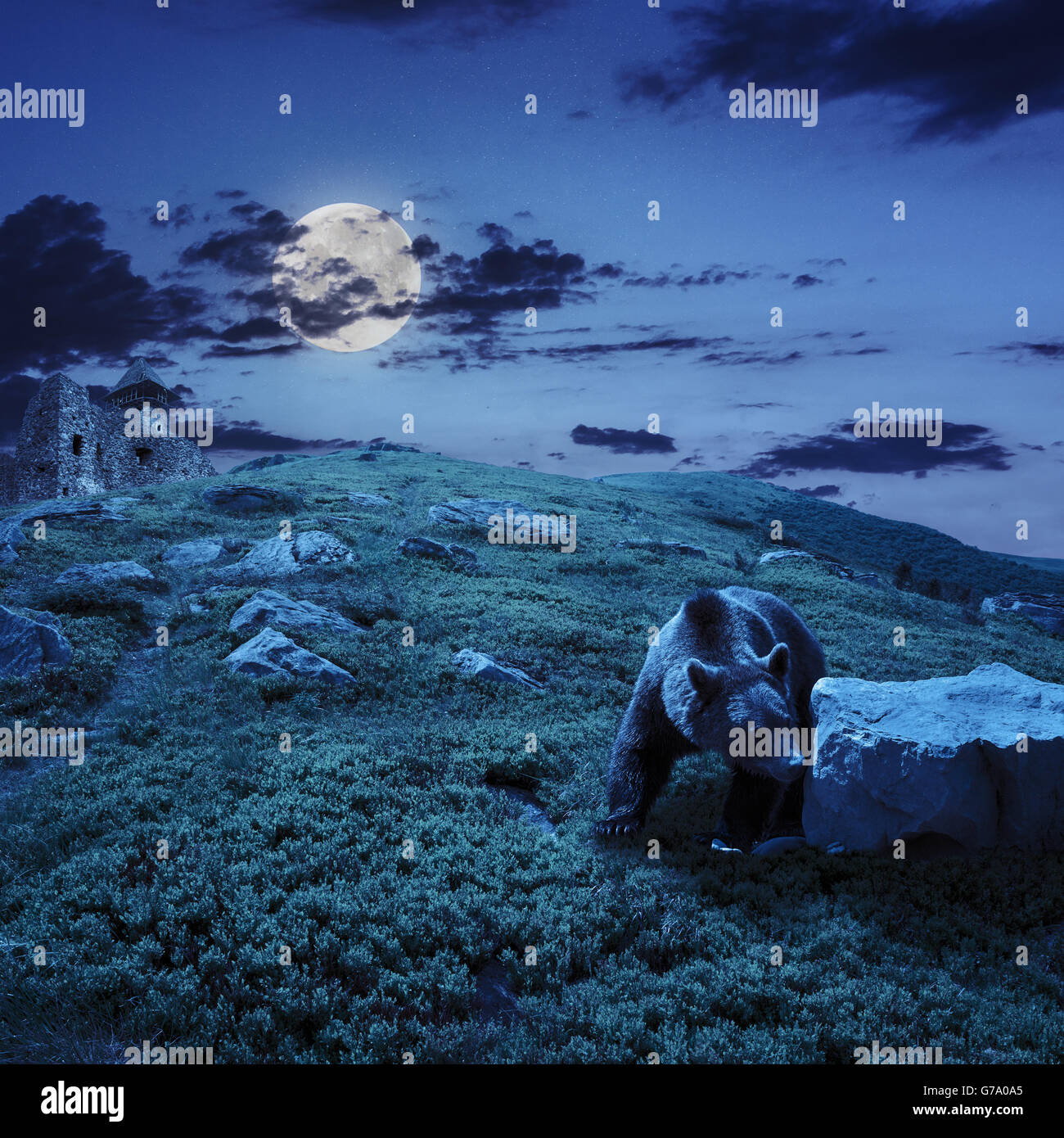 little brown bear walking among white sharp stones near the old castle on the hillside at night in moon light Stock Photo