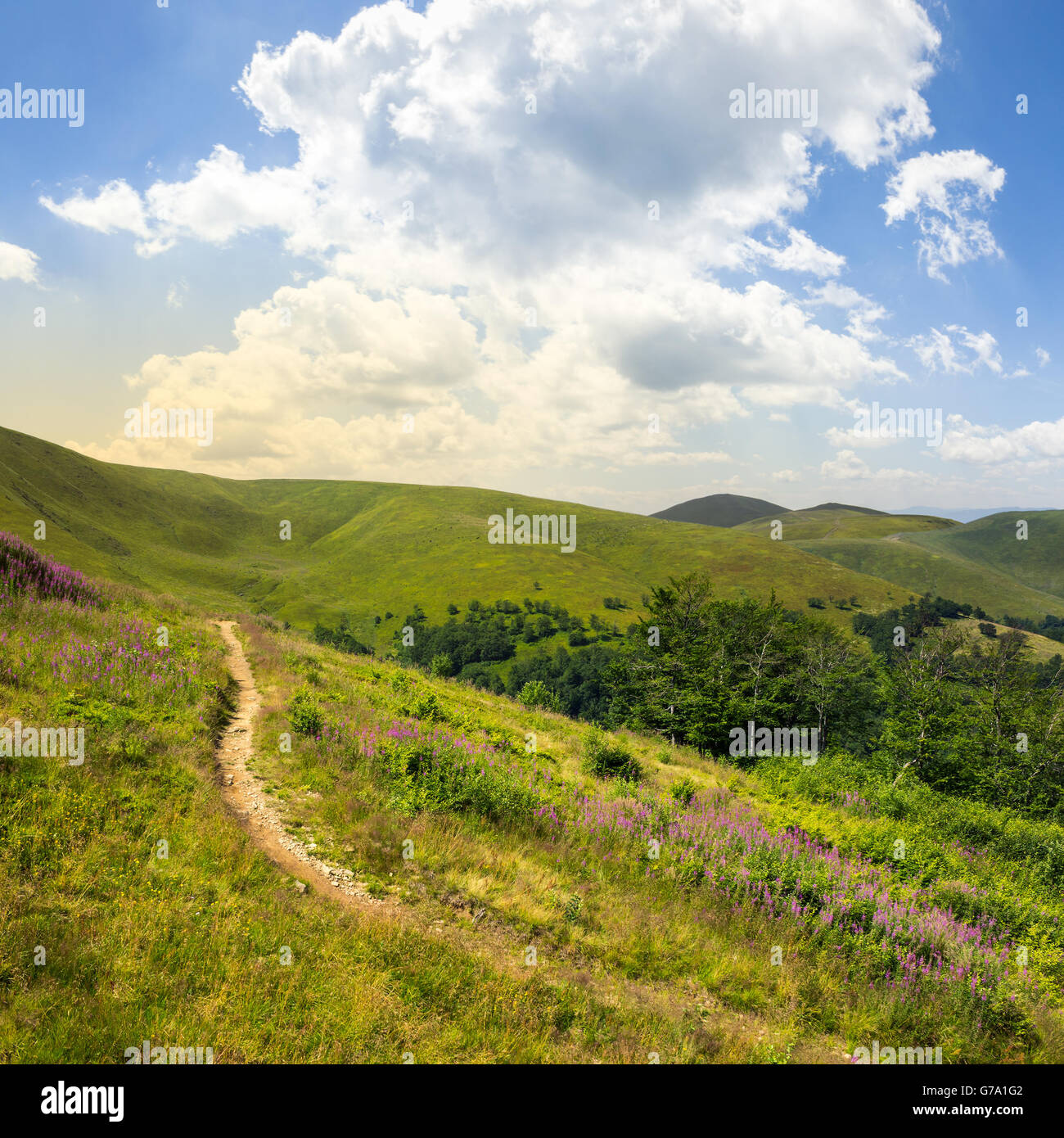 thin path near the lawn with purple flowers  in the shade of trees on a hillside Stock Photo