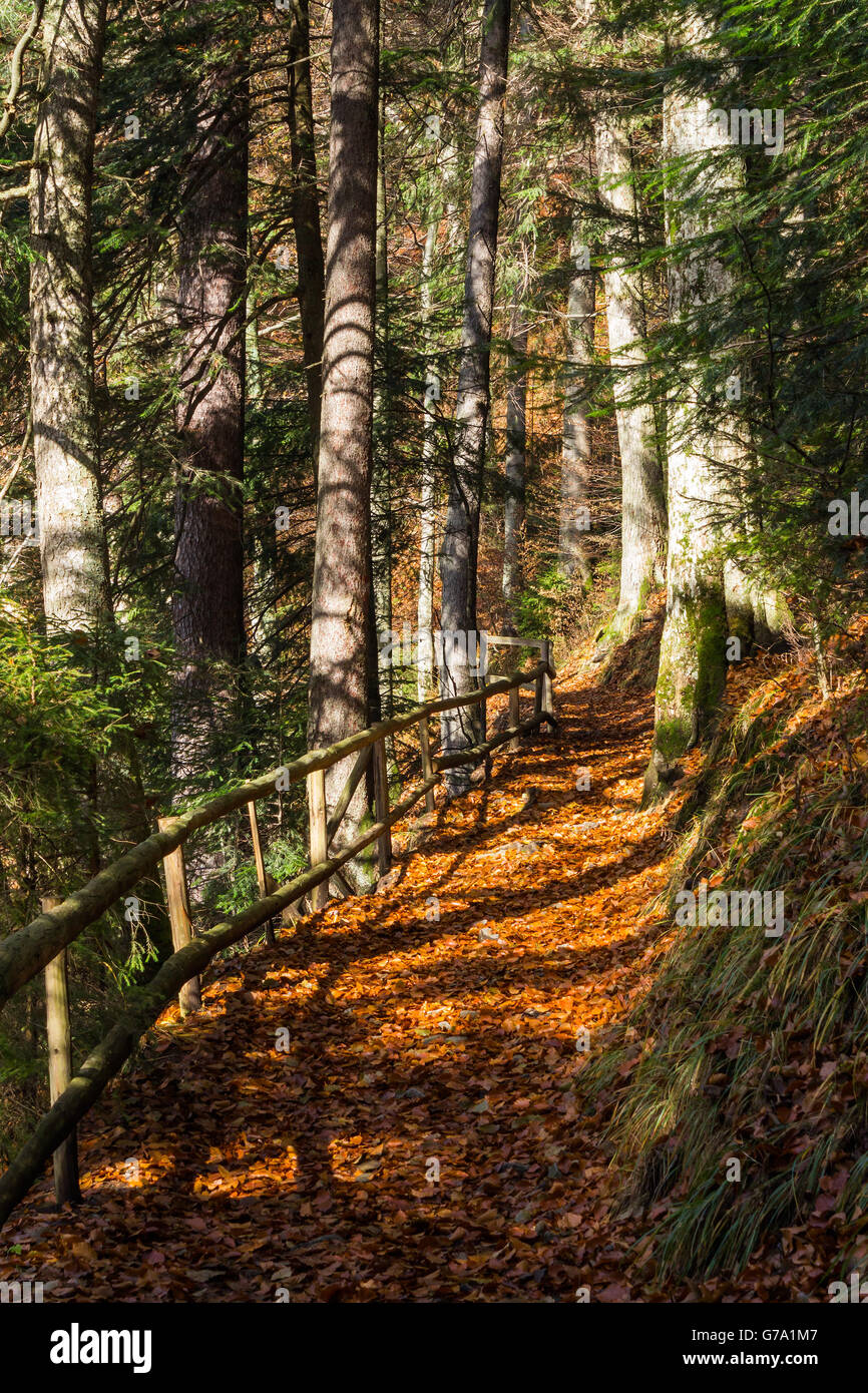 thin path with a wooden fence nearit in the shade of pine trees of green forest Stock Photo