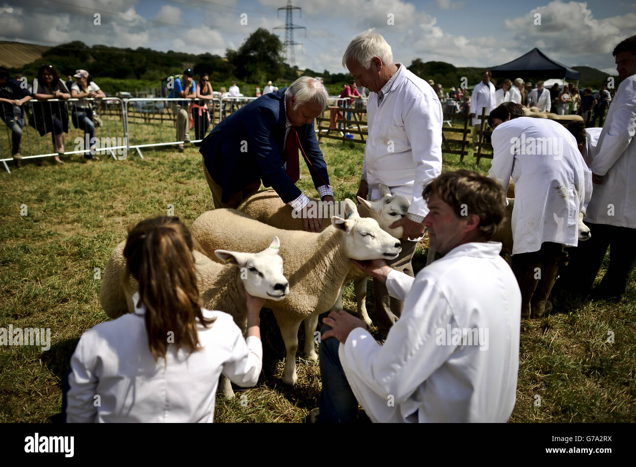 Sheep are handled and encouraged to relaxed by their owners before being inspected by the judge in the judging ring at the North Devon Show, near Barnstaple. Stock Photo