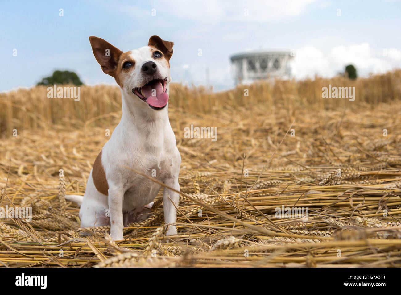 Shortie, the Jack Russell Terrier and the Ardbeg Whisky Distillery mascot,  in a 200 feet diameter crop circle in a field near Macclesfield in Cheshire  - overlooked by the Jodrell Bank Observatory,