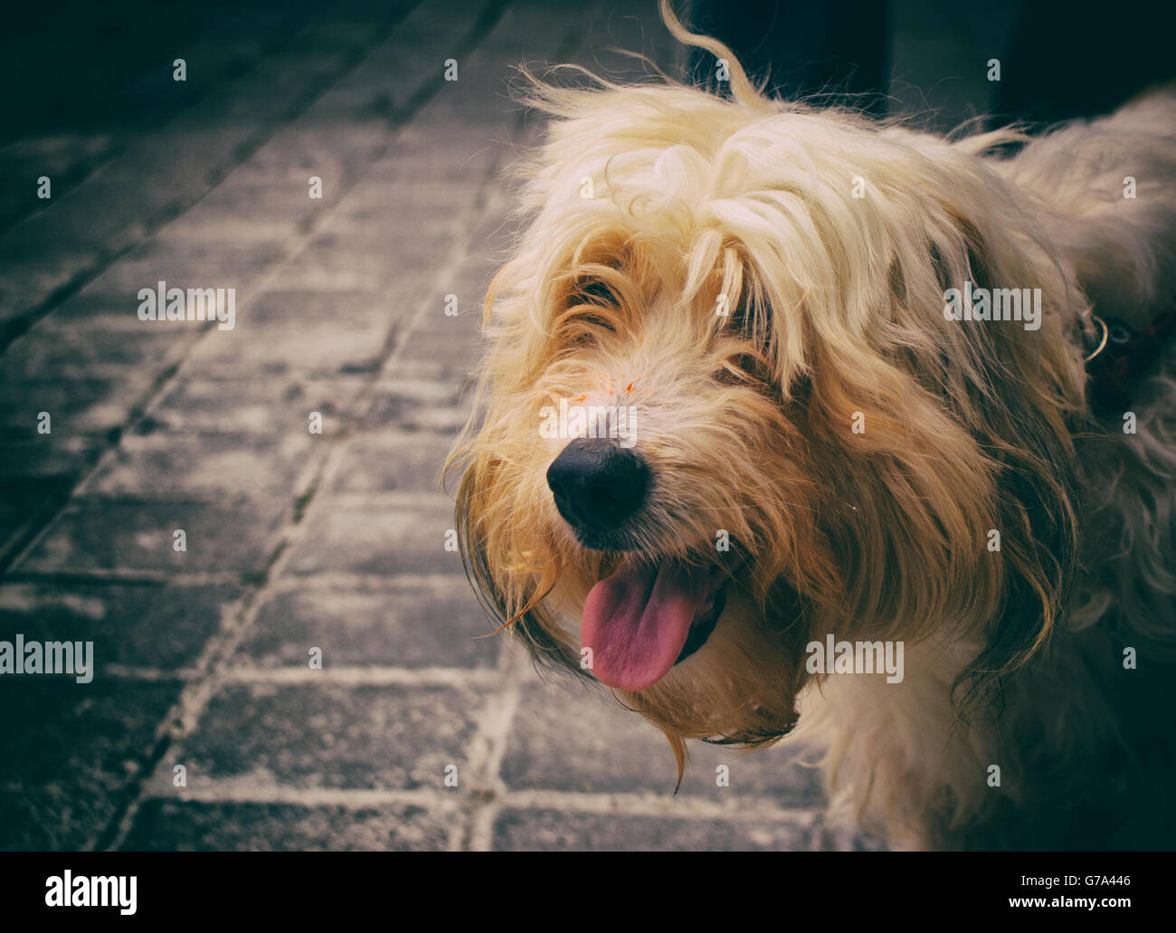 Photograph of a hairy dog on a concrete floor Stock Photo