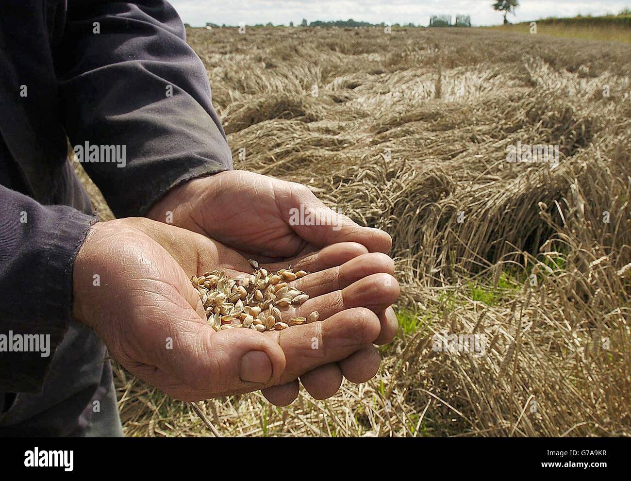 Commercial Grain Farming