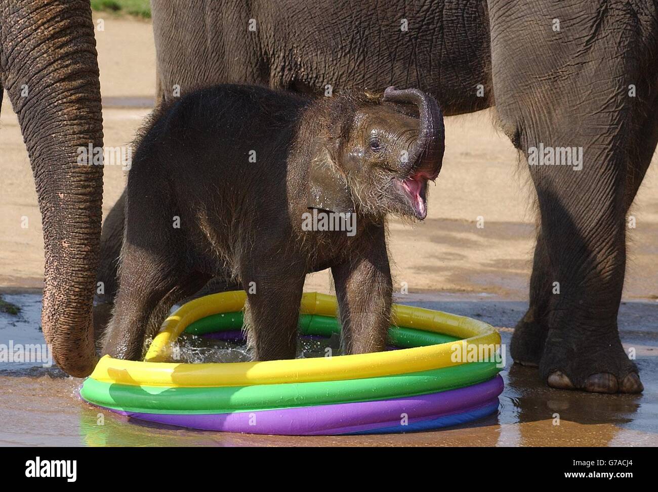 Baby Asian elephant Aneena, born at Whipsnade Wild Animal Park, Dunstable, Bedfordshire in March and already weighing a quarter of a tonne, frolics in a paddling pool of water. It is important for elephants to bath regularly to keep their skin moisturised and supple. The keepers bought her the child's pool as the pool within her enclosure is too large for her to enjoy. Stock Photo