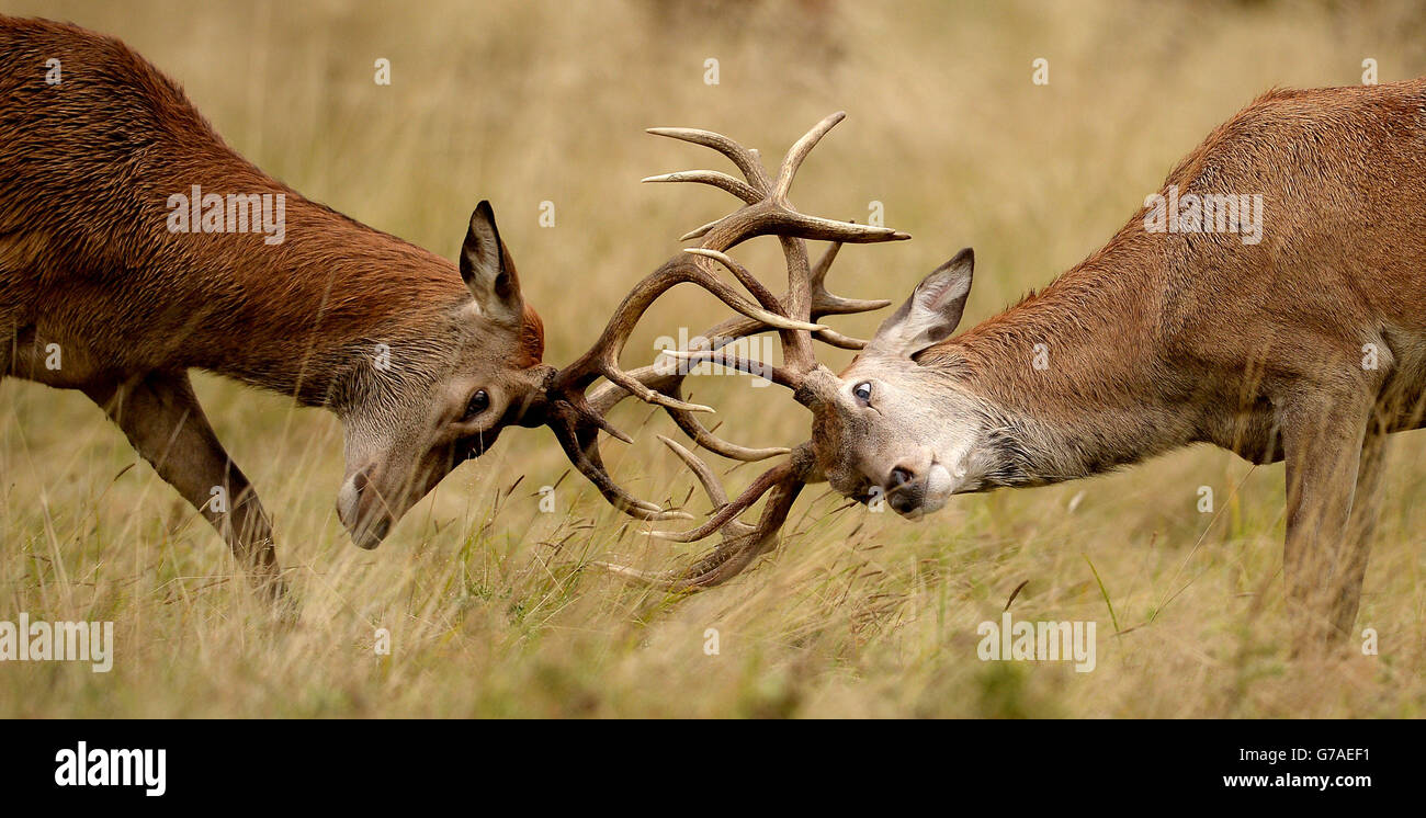 Weather autumn stag deer ampics hi-res stock photography and images - Alamy