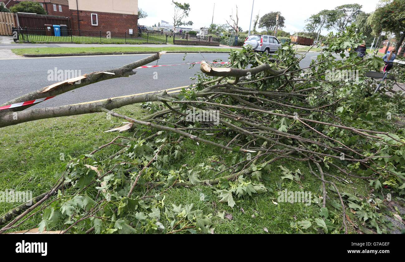 The scene in Hopewell Road, Hull, after the weather brought down trees on houses and cars, as
