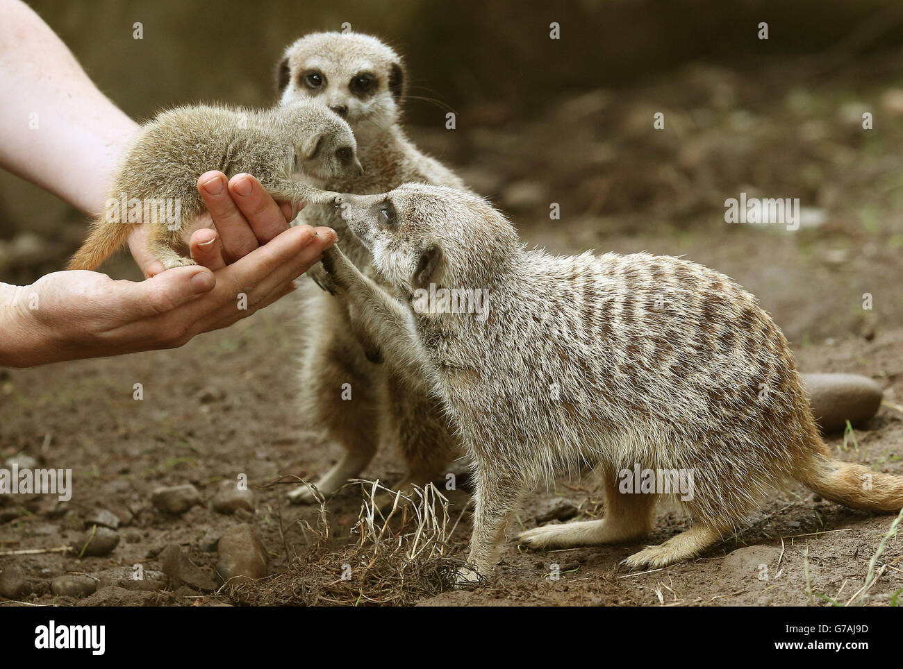 One of the three baby Meerkats nicknamed The Three Amigos is returned to the group after the three week olds were checked over by Keeper Connie McEwan at Blair Drummond Safari Park near Stirling. Stock Photo