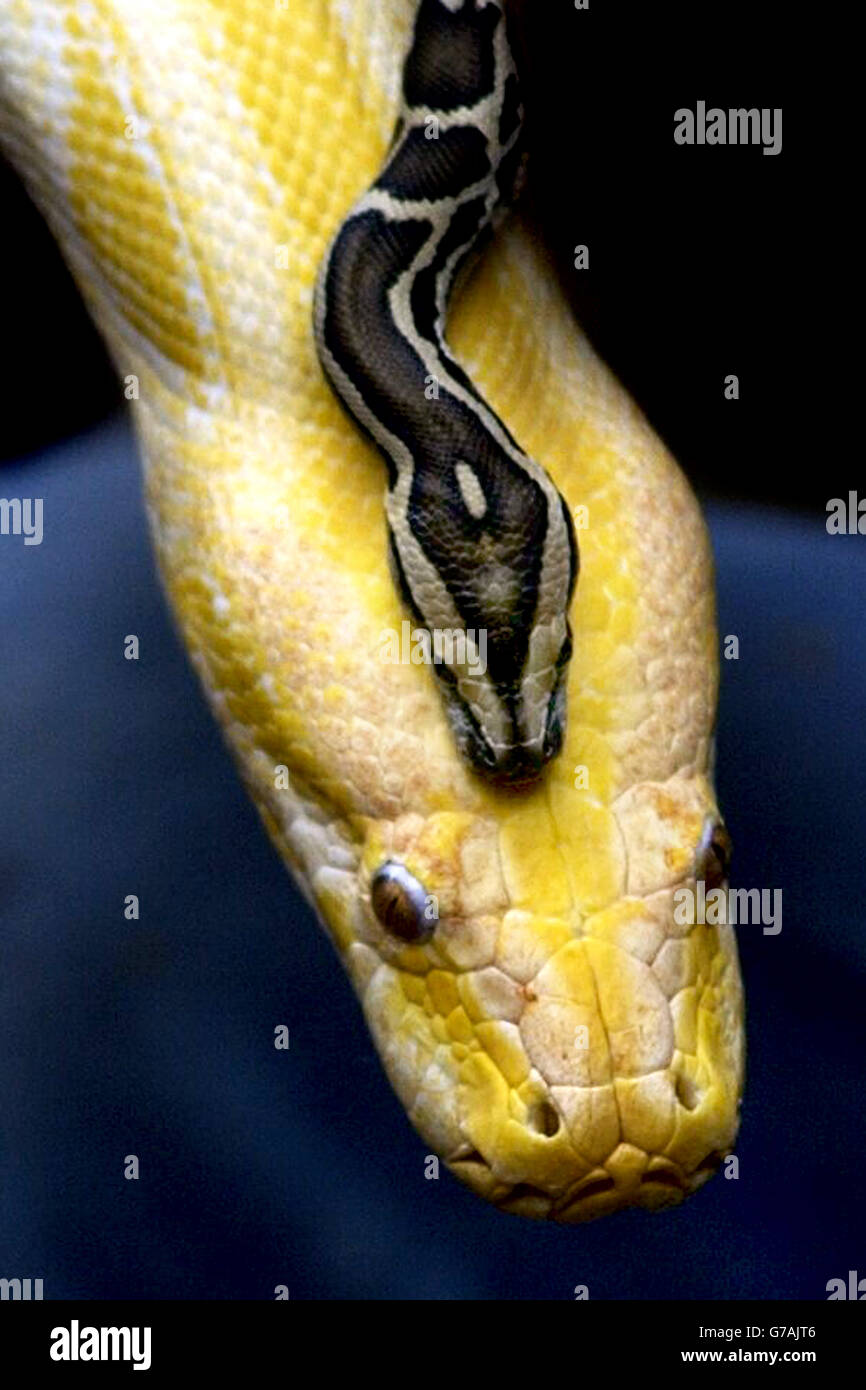 A one-week-old Burmese python plays with its father Tamu at the Butterfly World centre near Edinburgh. Stock Photo