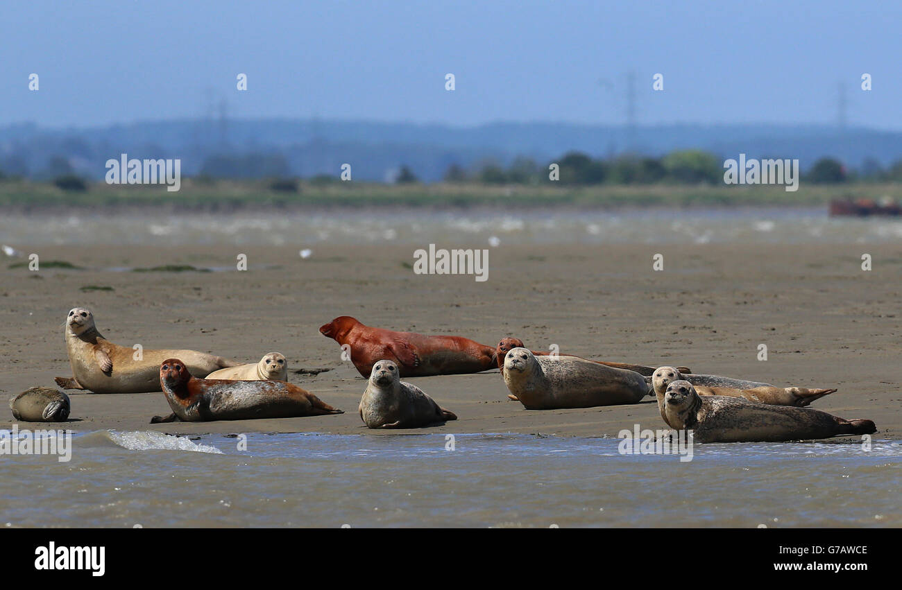 population of the seals and their range helping to determine the best