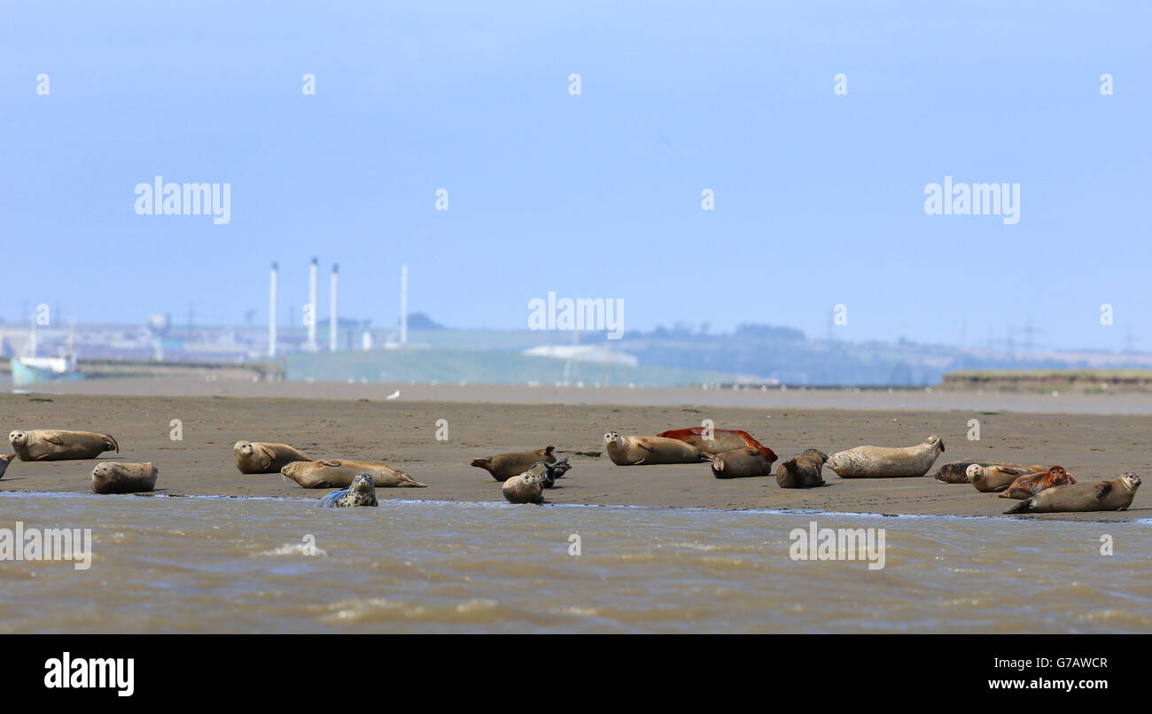 A general view of Harbour and Grey Seals on the Kent coastline as the Zoological Society of London combine land, sea and air surveys to get a clear idea of the Thames' population of the seals and their range helping to determine the best future conservation efforts. Stock Photo