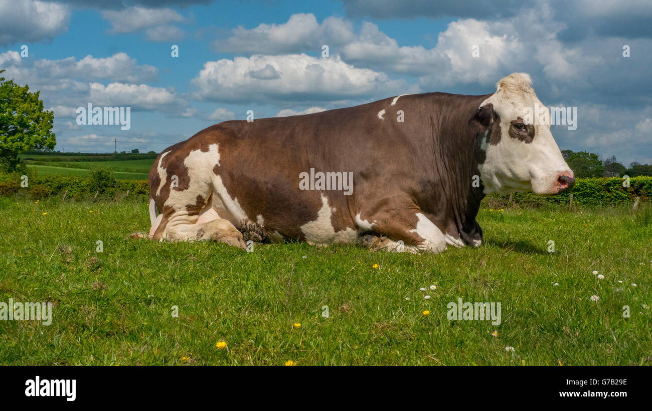 single cow lying in grass Stock Photo - Alamy