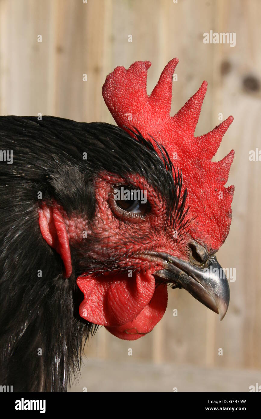 Hen with Red Comb, Watching You. Stock Photo