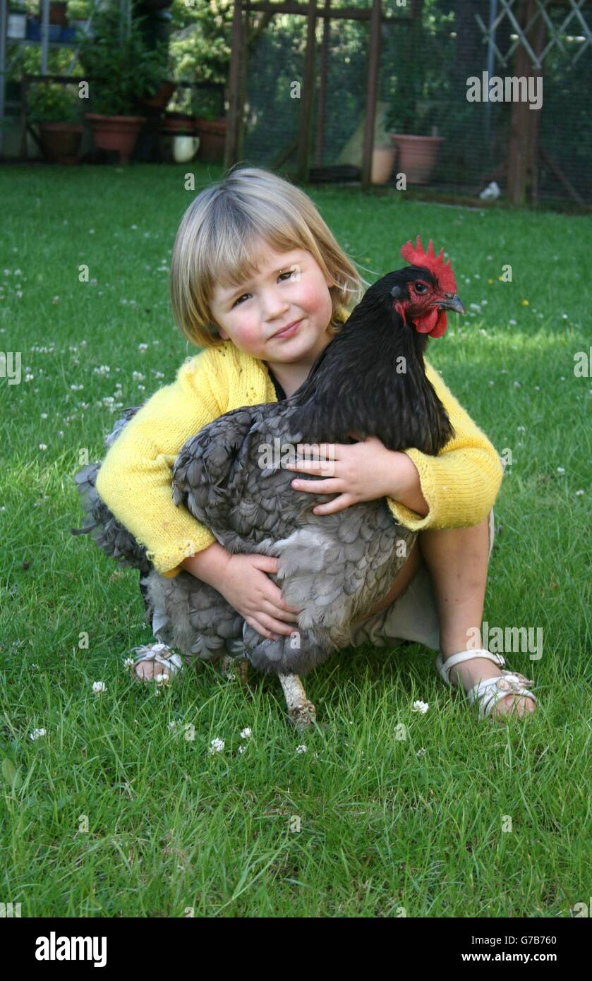 Little Girl and her Pet Hen Stock Photo