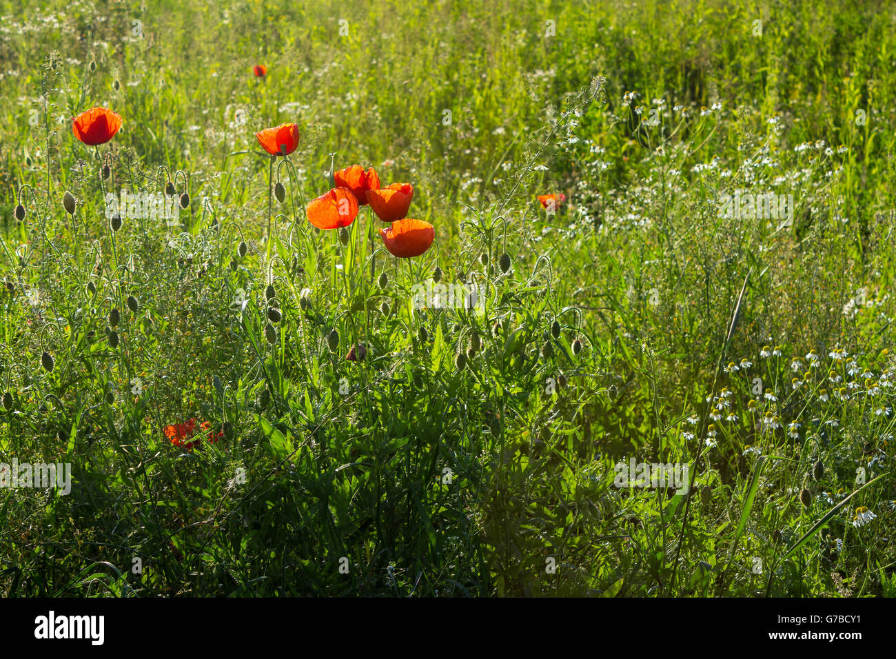 several red poppies in a field of tall grass and daisies Stock Photo ...