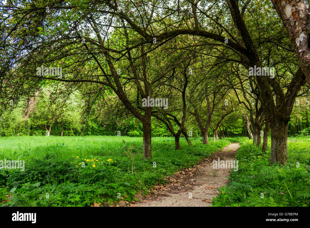 thin trail near the lawn in the shade of fruit trees of green garden Stock Photo