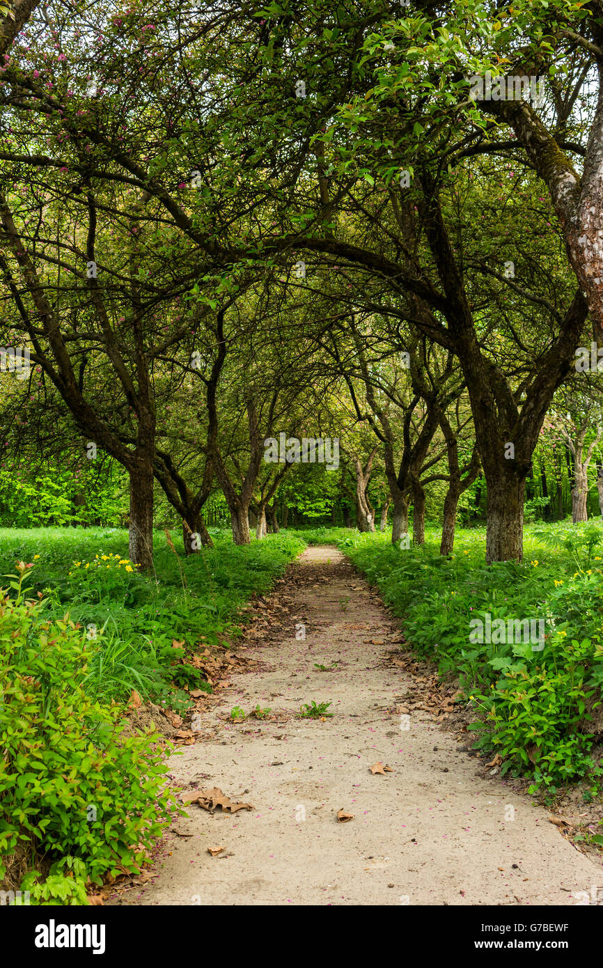 thin trail near the lawn in the shade of fruit trees of green garden Stock Photo