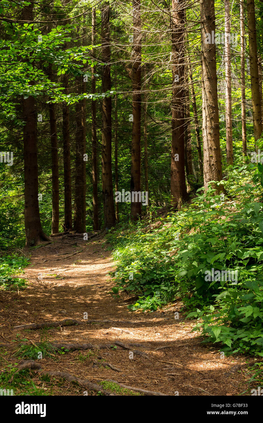 wide trail in the shade of pine trees of green forest Stock Photo