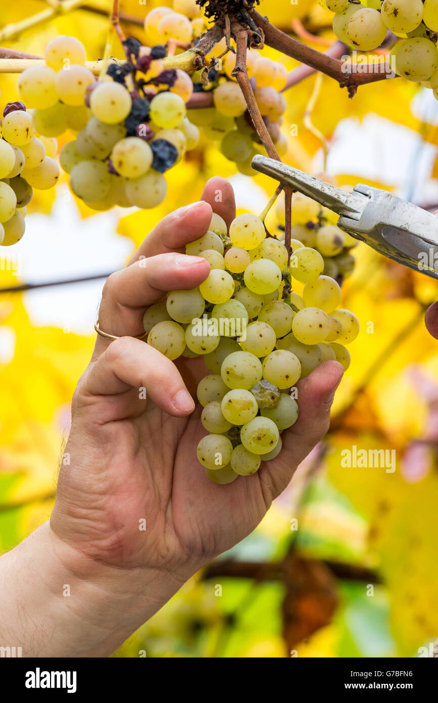 Grapes harvest. Farmer is cutting a ripe white grapes in vineyard Stock Photo