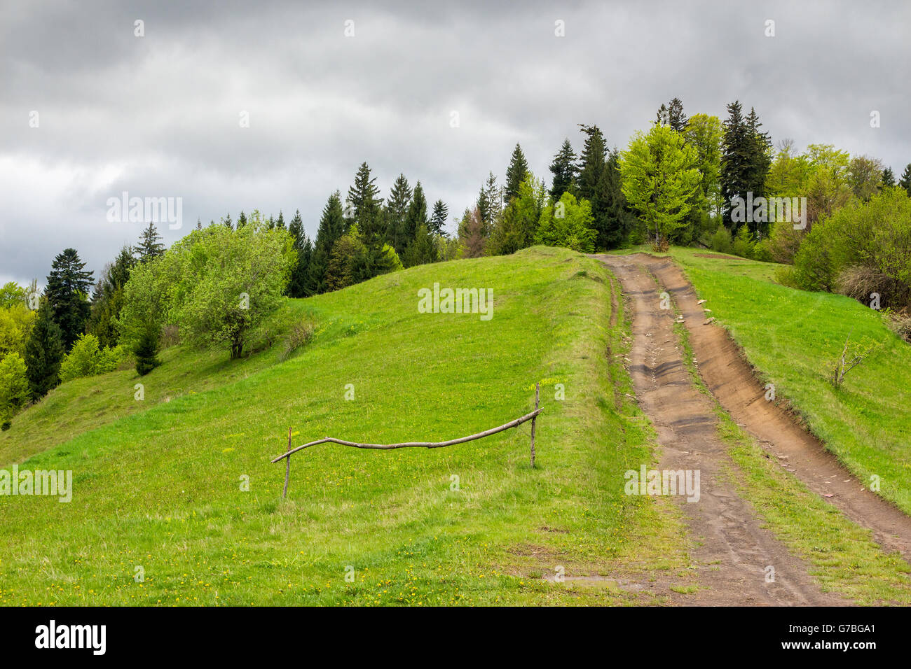 wide trail with a wooden fence near the lawn in green forest with pine trees  in mountains Stock Photo