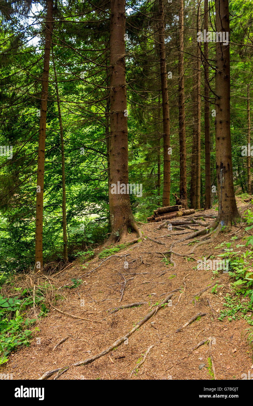 wide trail  in the shade of pine trees of green forest Stock Photo