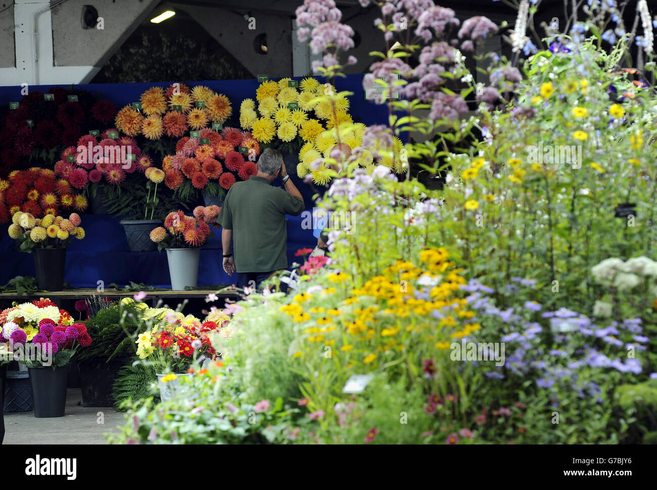 Harrogate Autumn Flower Show Stock Photo Alamy